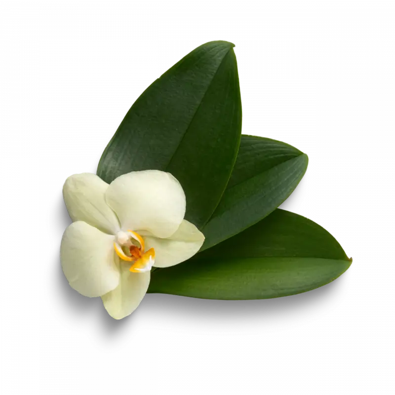 Plantation vanille Bourbon Madagascar culture traditionnelle